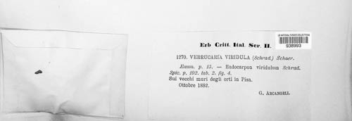 Verrucaria image
